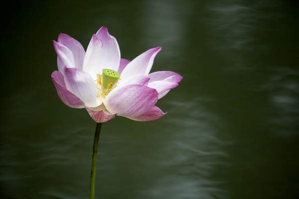 Menopause and Hormonal Balance with Flower Essences