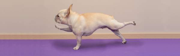 Why Yoga Poses Are Named After Animals