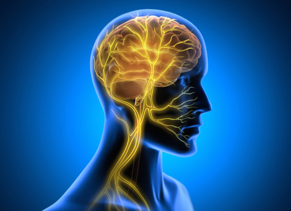 Why The Vagus Nerve Is Suddenly Everywhere — And Why It Matters