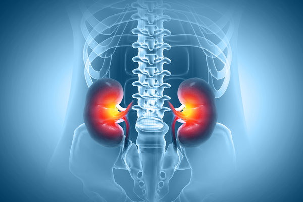 Kidney Supportive Nutrition: A Comprehensive Guide To Renal Health