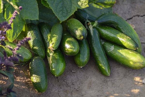 Cold cucumber soup with chilli peppers recipe