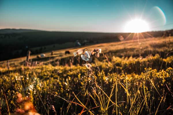 VITAMIN D, THE IMMUNE SYSTEM BOOSTING HORMONE