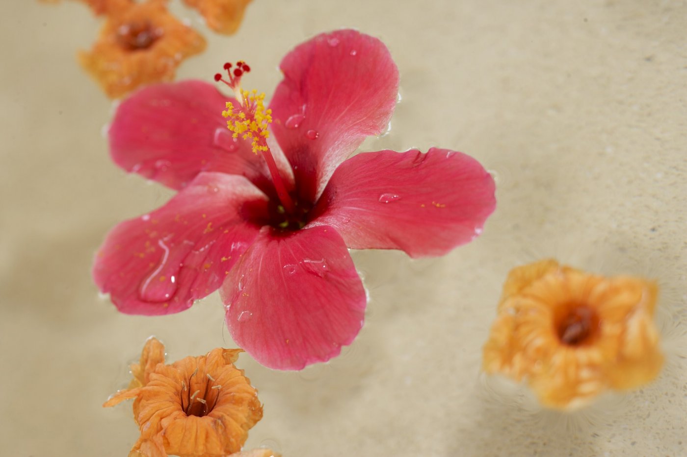 Hibiscus flowers