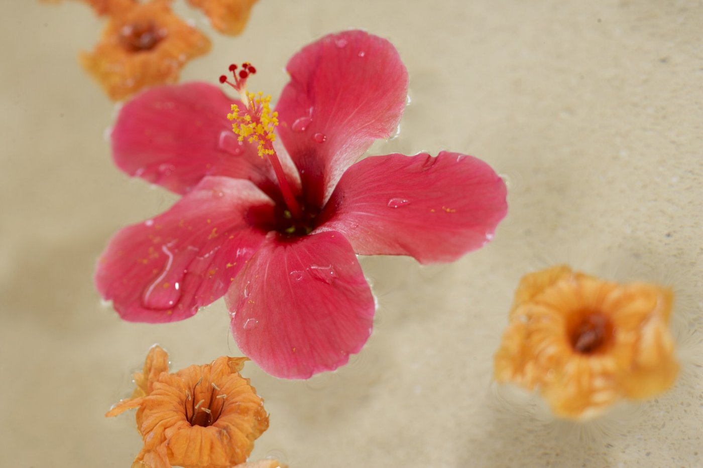 Hibiscus flowers