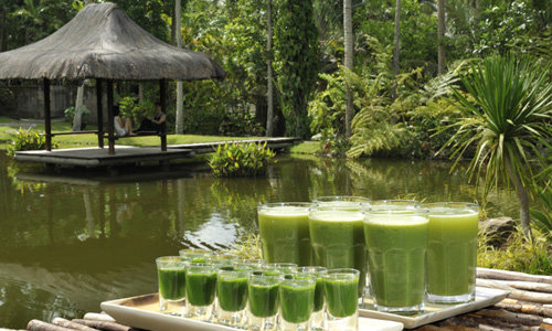 Pool at the Farm at San Benito, Phillipines