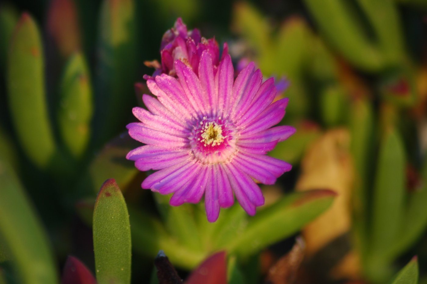 A Ruschia flower